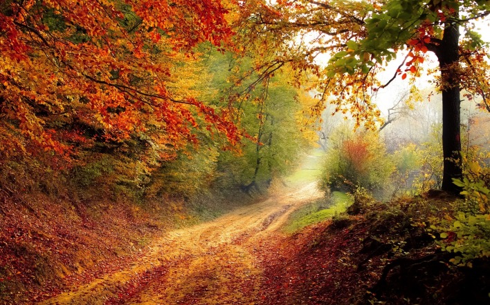 дорожка,осень,деревья,листва