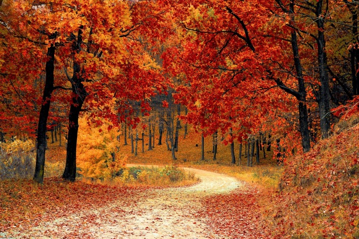 дорога,поворот,деревья,осень,листопад