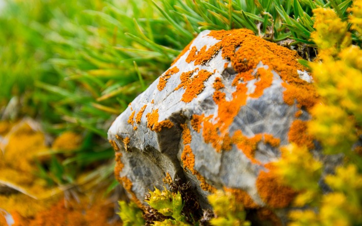 камень трава природа