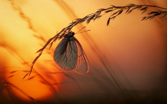 бабочка крылья ветки закат