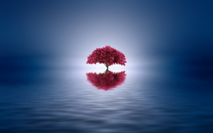 дерево озеро отражение