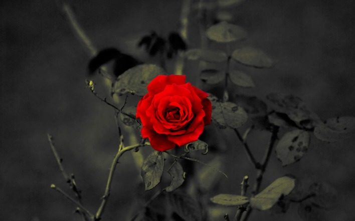 роза кустовая