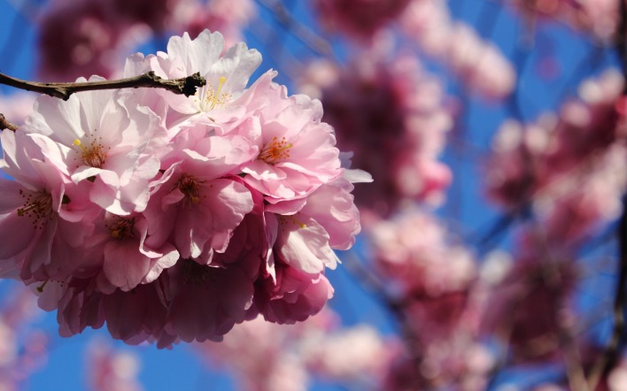 сакура весна цветение