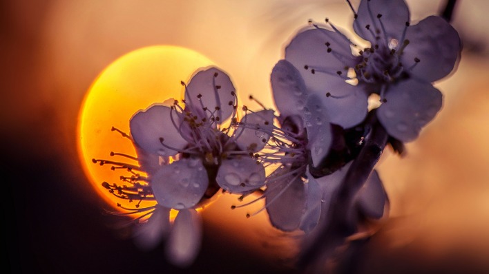 цветы закат солнце