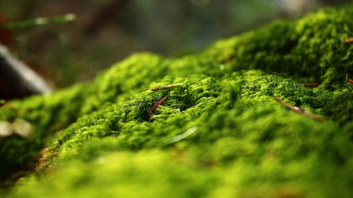 мох зелень макро