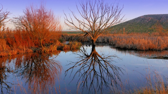 болото дерево степь отражение