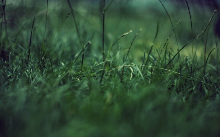 трава зеленая макро