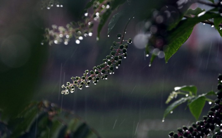 Дождь На Листьях Фото