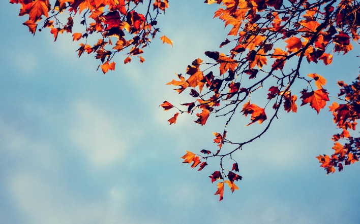 ветви листья осень