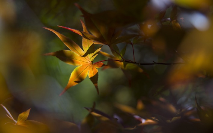 листья ветка макро осень