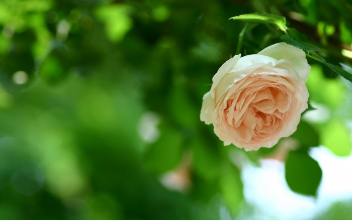 Роза кустовая белая зелень
