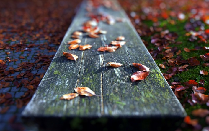 листья доска осень