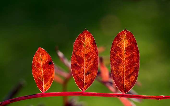 листья осень веточка