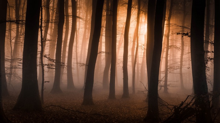лес мрак туман деревья