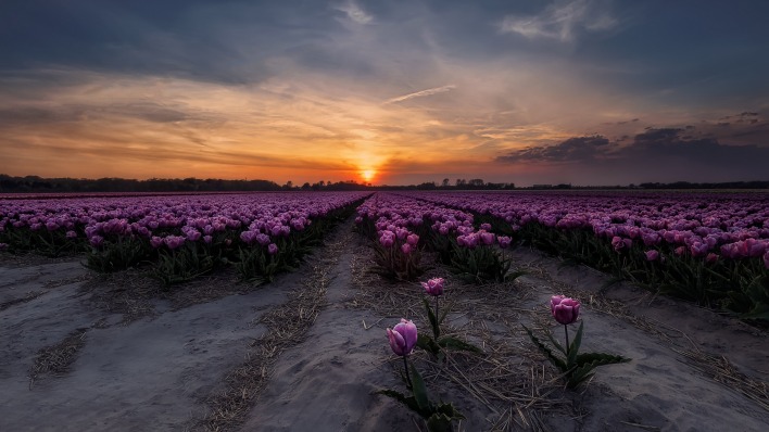 тюльпаны фиолетовые закат