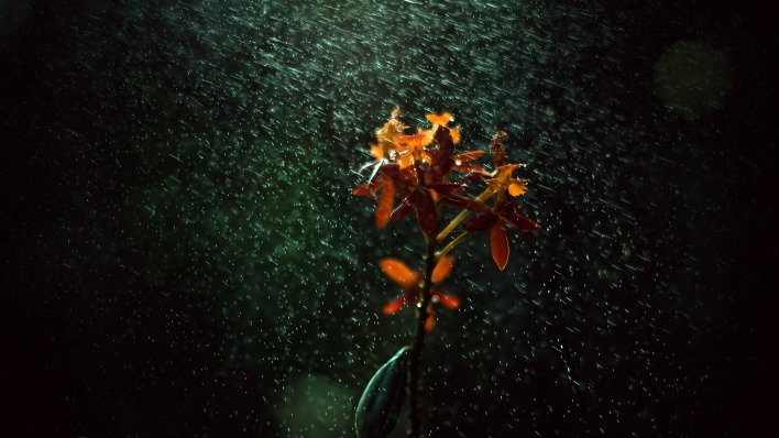 цветок капли дождь