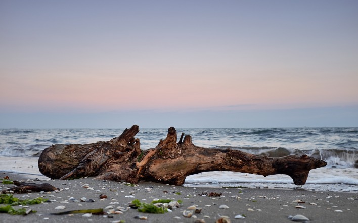 дерево бревно берег волны море