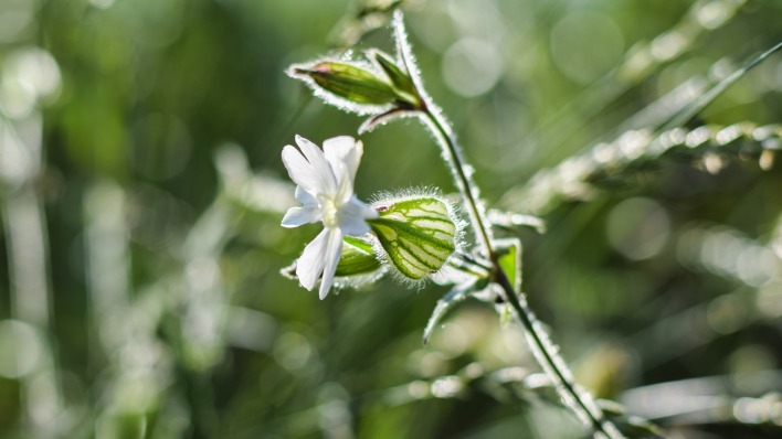 Цветок белый зелень