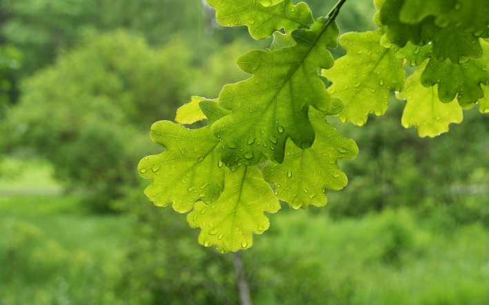 листок дуб капли зеленый