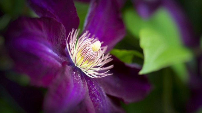 цветок крупный план фиолетовый