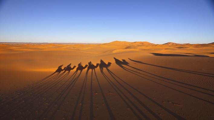 пустыня дюны верблюды силуэты