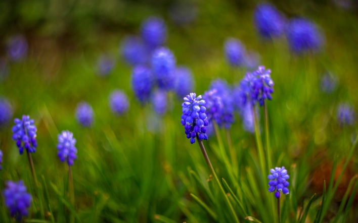 синие цветы трава блики