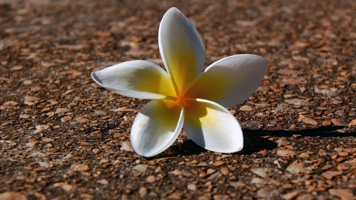 цветок белый лепестки земля