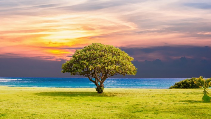 дерево берег море