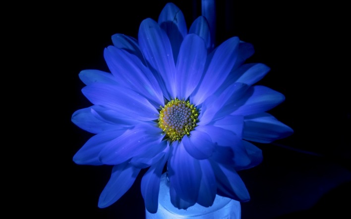цветок синий темнота