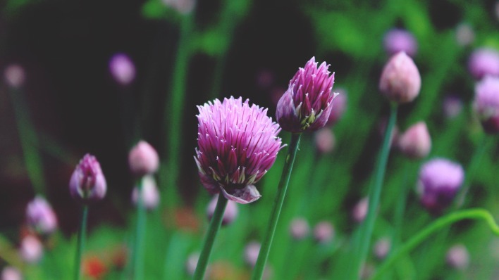 цветок полевой фиолетовый