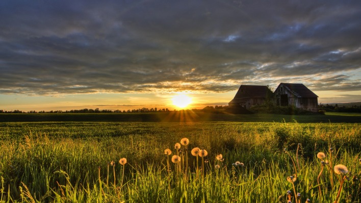 хутор поле закат небо одуванчики