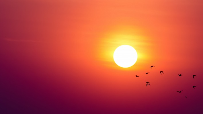 солнце закат птицы небо