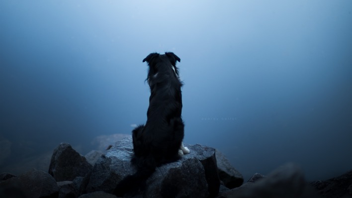 собака туман камни пустота
