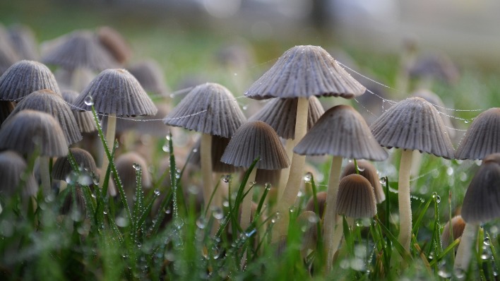 грибы поляна трава
