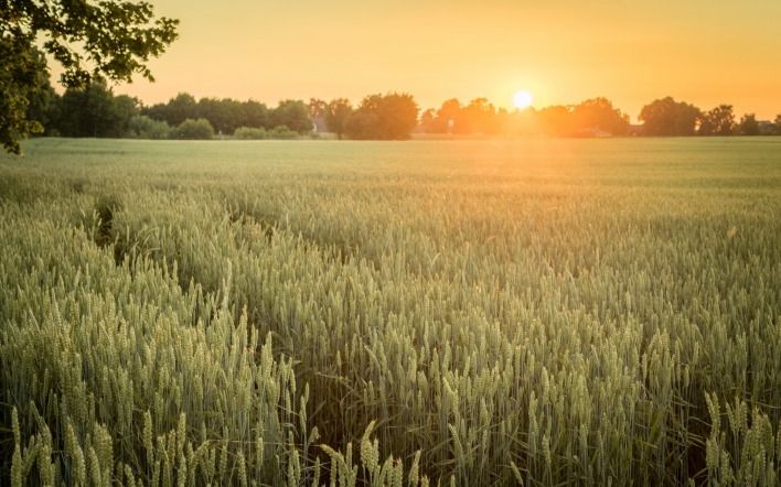 поле пшеница закат деревня