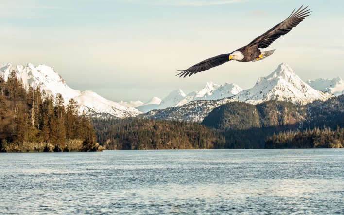 орел полет горы озеро деревья