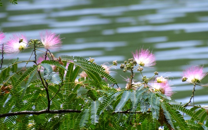 папоротник вода водоем цветок