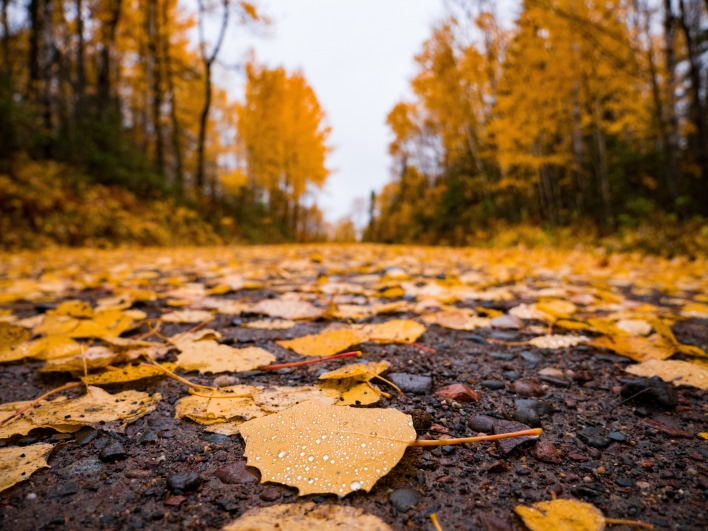 осень листья дорога асфальт