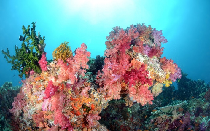 коралловые рифы под водой мир под водой