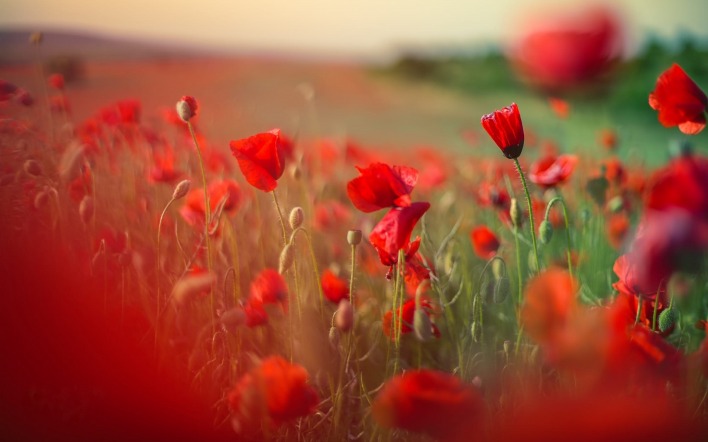 поле маки цветы красные