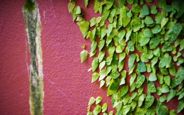 листья стена растение