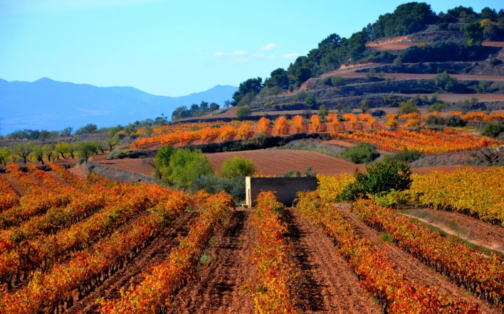 поле виноградник холмы осень