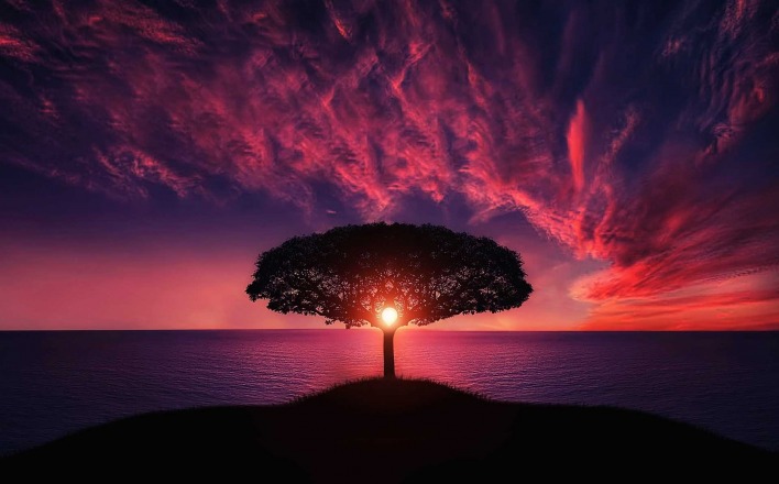 дерево закат небо фиолетовый