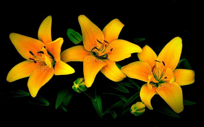 желтая лилия желтый лилии цветы лепестки