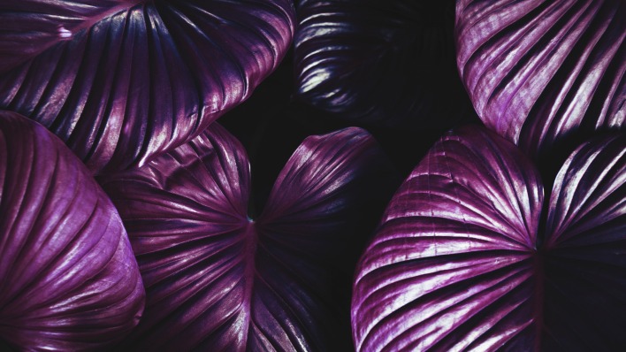листья фиолетовый блики