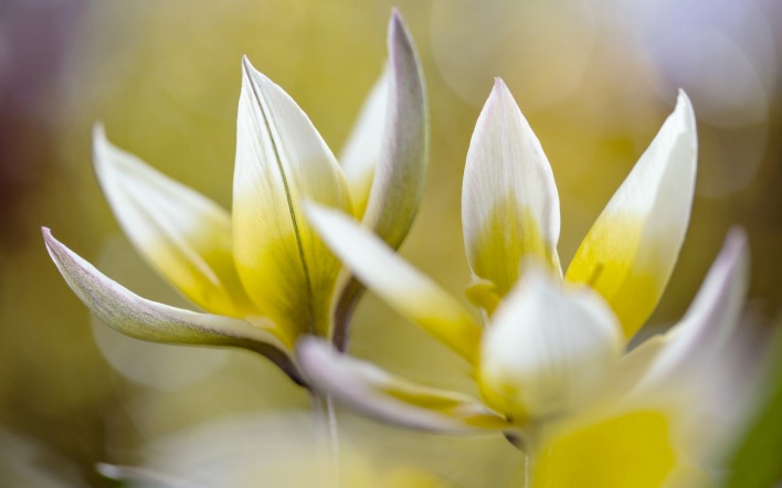 цветок лепестки желтый