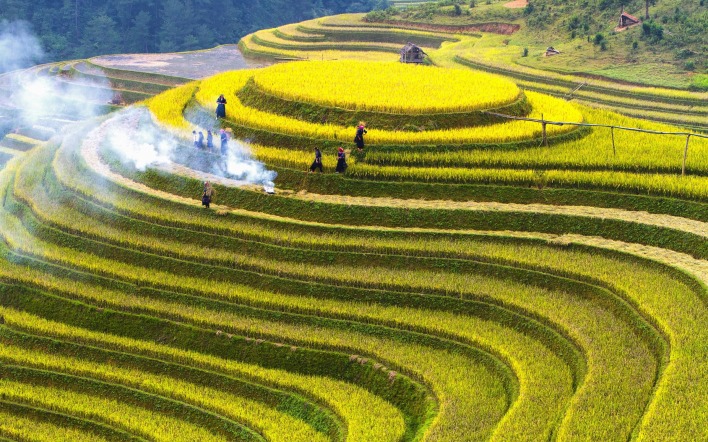 рисовое поле гора рис плантация