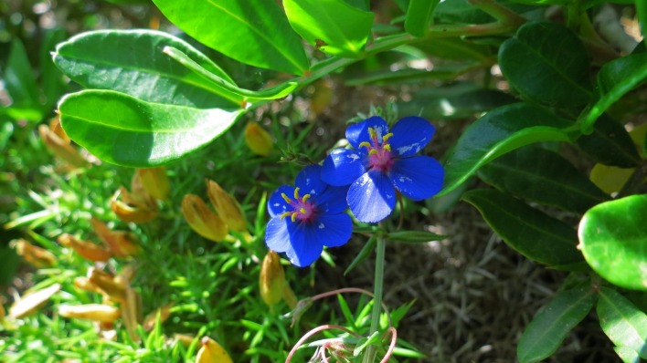 цветы голубые синие трава листья