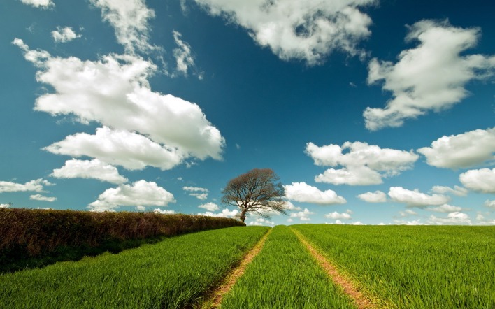дорога поле облака небо одно дерево
