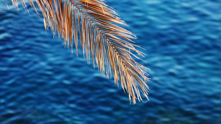 море вода ветка пальма сухая ветка